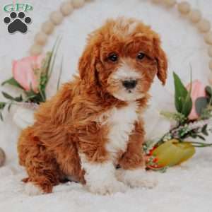 Jace, Mini Goldendoodle Puppy