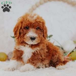 Jasper, Mini Goldendoodle Puppy