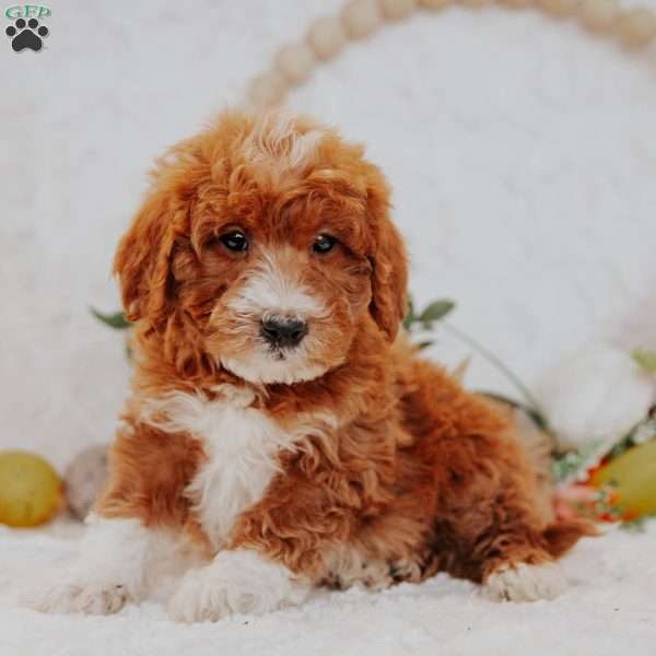 Jace, Mini Goldendoodle Puppy