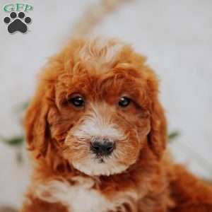 Jasper, Mini Goldendoodle Puppy