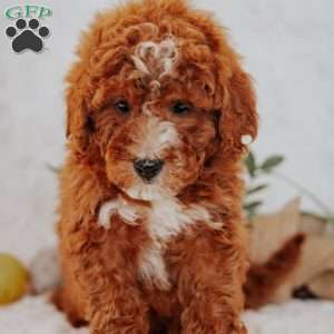 Jasper, Mini Goldendoodle Puppy