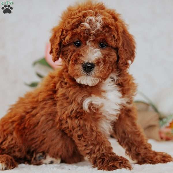 Jasper, Mini Goldendoodle Puppy