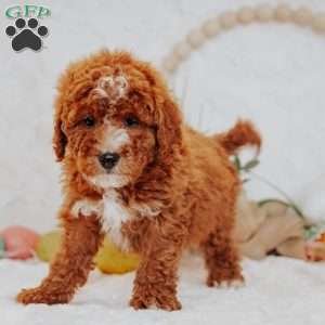 Jasper, Mini Goldendoodle Puppy