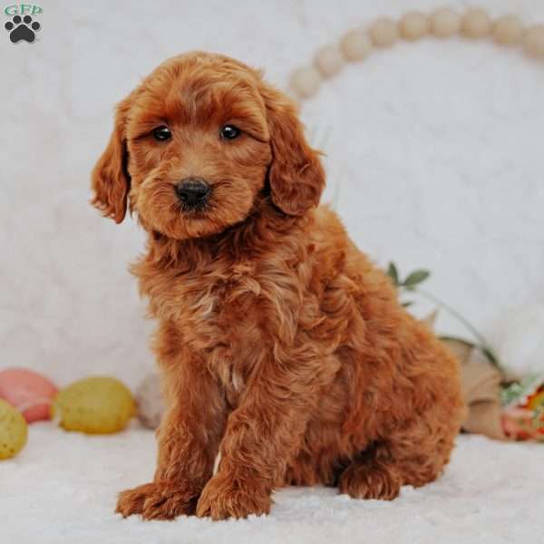 Josie, Mini Goldendoodle Puppy