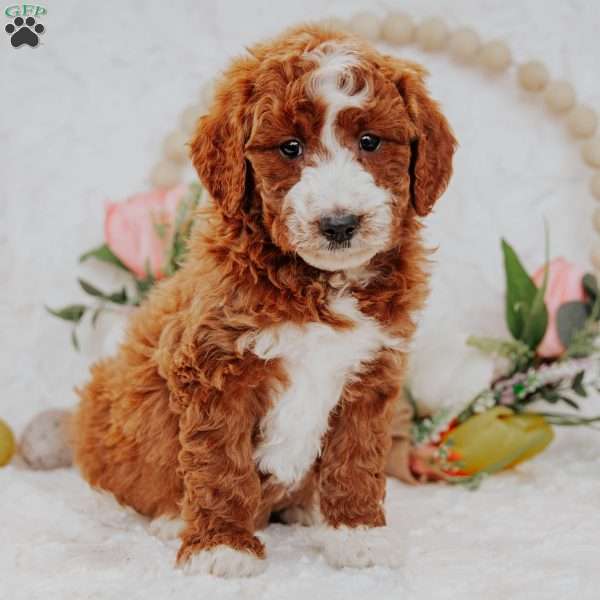 Juliet, Mini Goldendoodle Puppy