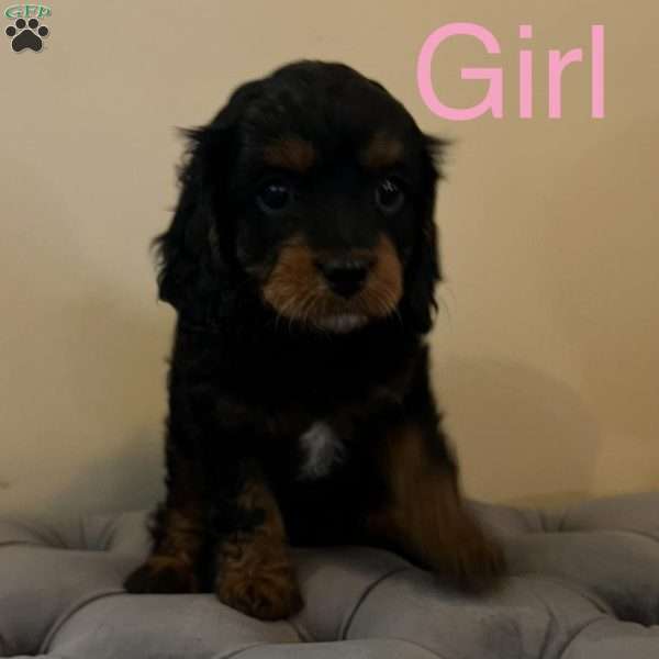 Lady, Cavapoo Puppy