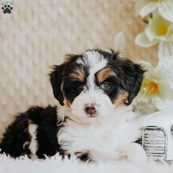 Lou, Mini Bernedoodle Puppy