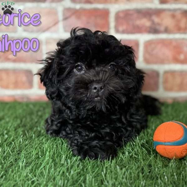 Licorice, Shih-Poo Puppy