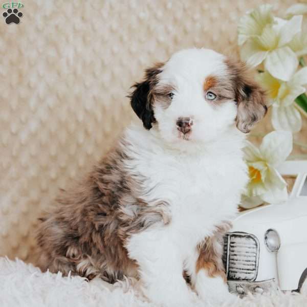 Luis, Mini Bernedoodle Puppy