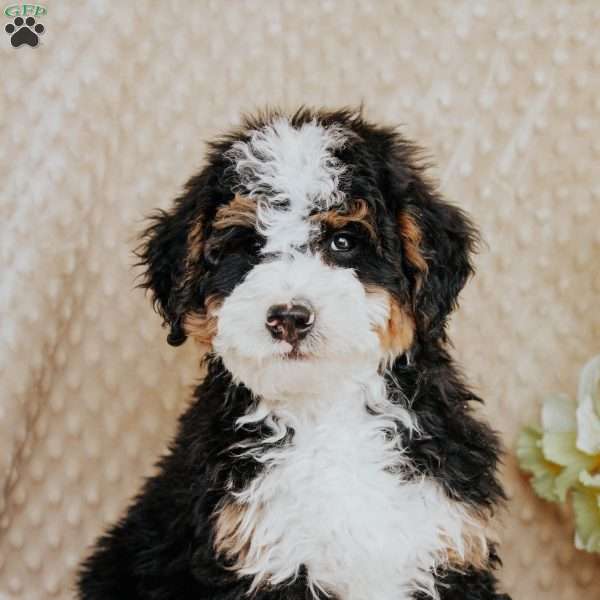 Mack, Bernedoodle Puppy