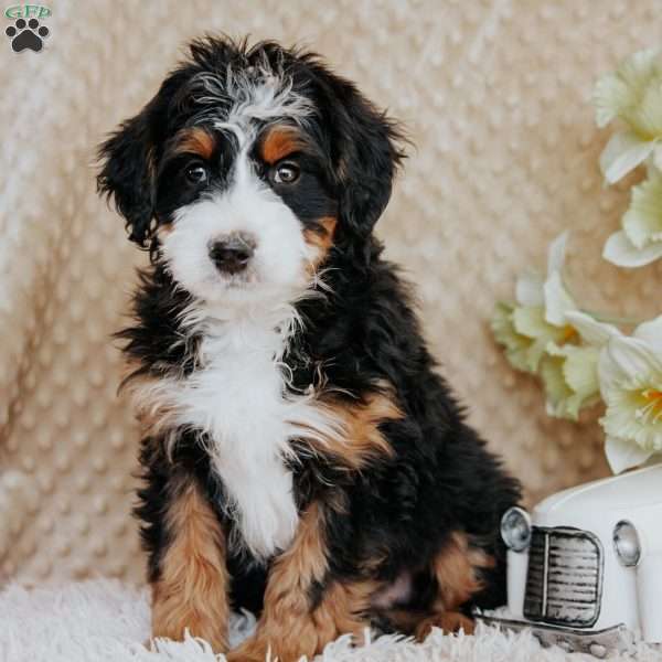 Mickey, Bernedoodle Puppy