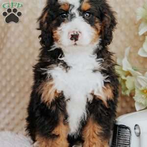 Miko, Bernedoodle Puppy