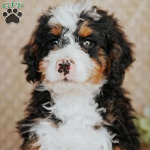 Miko, Bernedoodle Puppy