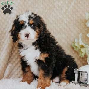 Miko, Bernedoodle Puppy