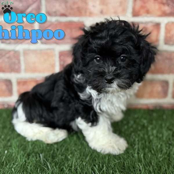 Oreo, Shih-Poo Puppy