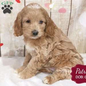 Patricia, Cockapoo Puppy