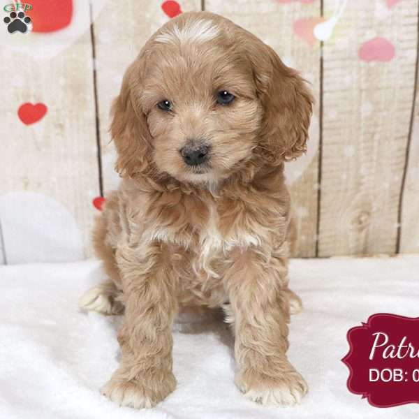 Patricia, Cockapoo Puppy