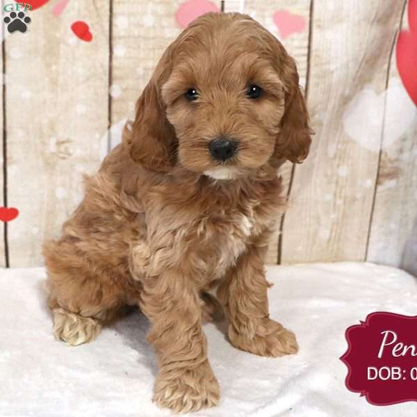 Penny, Cockapoo Puppy