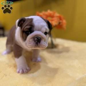 Tommy, English Bulldog Puppy