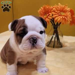 Tommy, English Bulldog Puppy