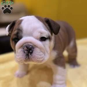 Tommy, English Bulldog Puppy