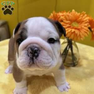 Tommy, English Bulldog Puppy