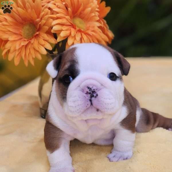 Tommy, English Bulldog Puppy