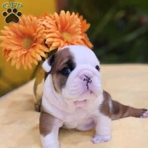 Tommy, English Bulldog Puppy