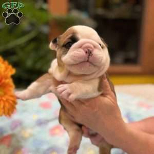 Tommy, English Bulldog Puppy