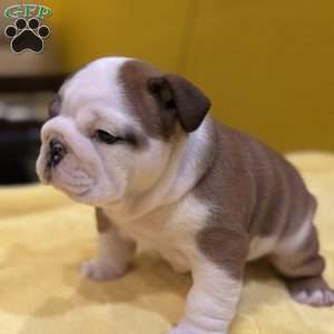 Tommy, English Bulldog Puppy