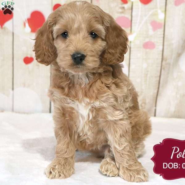 Polly, Cockapoo Puppy