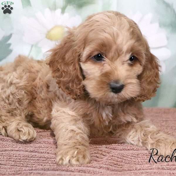 Rachel, Cockapoo Puppy