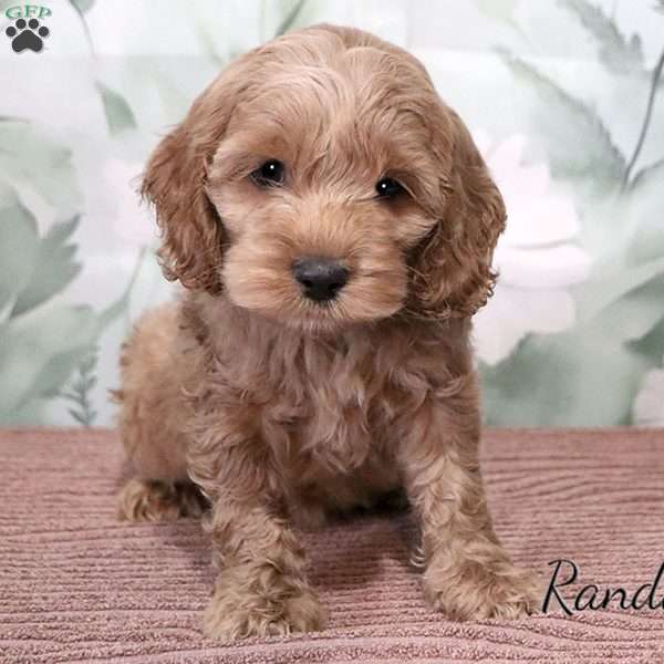 Randall, Cockapoo Puppy