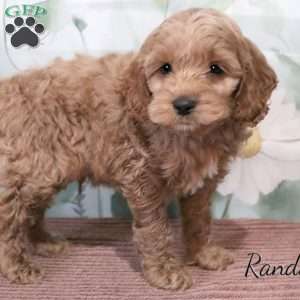 Randall, Cockapoo Puppy