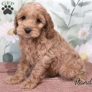 Randall, Cockapoo Puppy