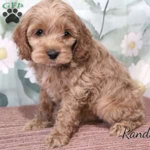 Randall, Cockapoo Puppy