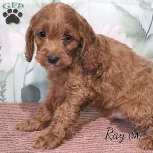 Ray, Cockapoo Puppy