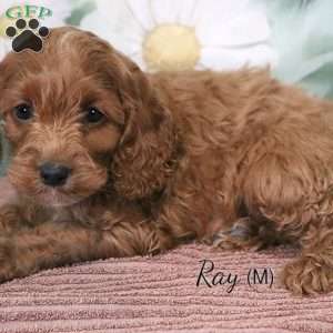 Ray, Cockapoo Puppy