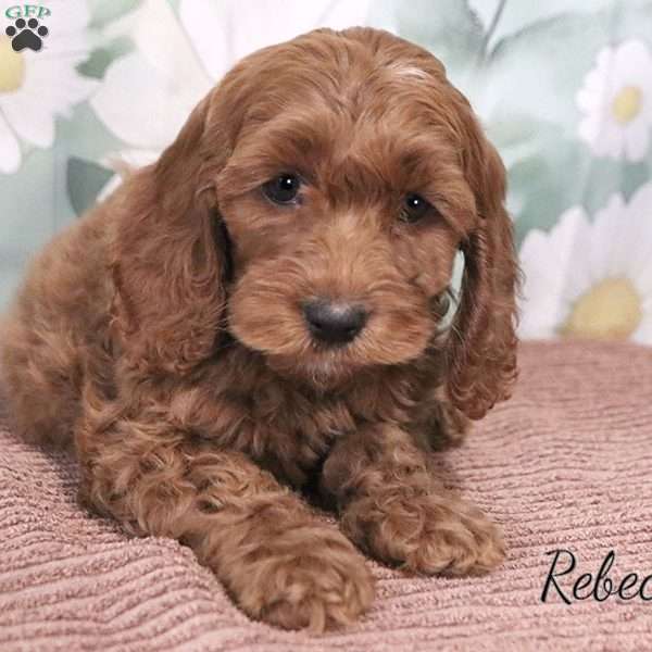 Rebecca, Cockapoo Puppy