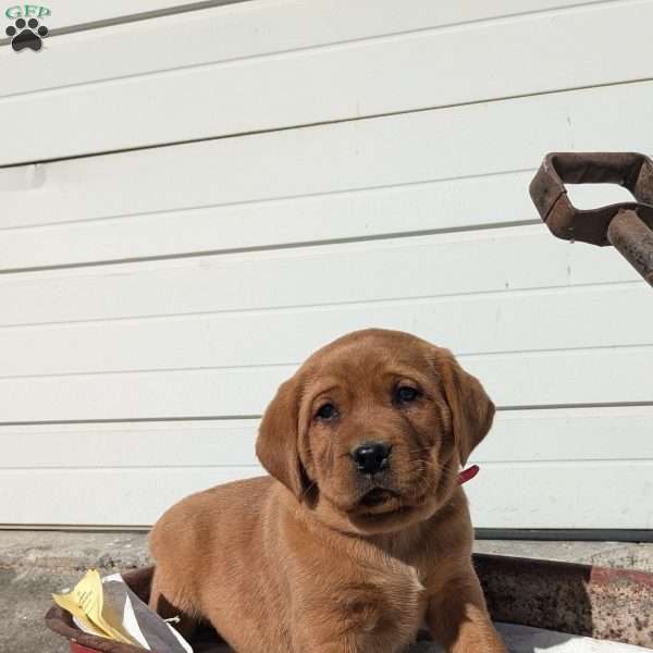 Sawyer, Fox Red Labrador Retriever Puppy