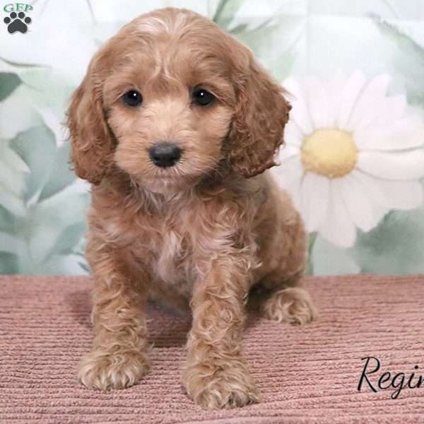 Regina, Cockapoo Puppy