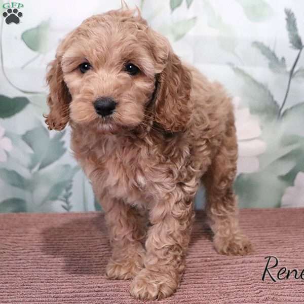 Renee, Cockapoo Puppy