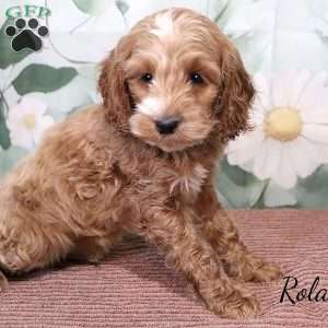 Rolan, Cockapoo Puppy