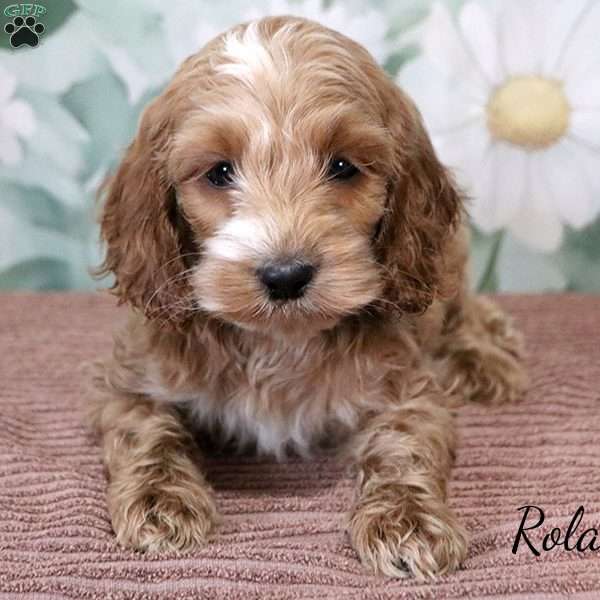 Rolan, Cockapoo Puppy