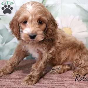 Rolan, Cockapoo Puppy