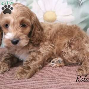 Rolan, Cockapoo Puppy