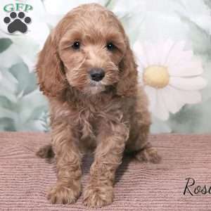 Rosie, Cockapoo Puppy