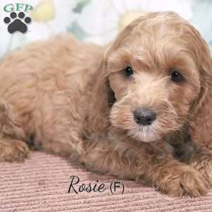 Rosie, Cockapoo Puppy