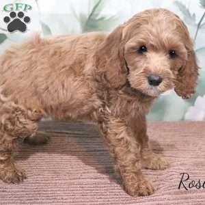 Rosie, Cockapoo Puppy