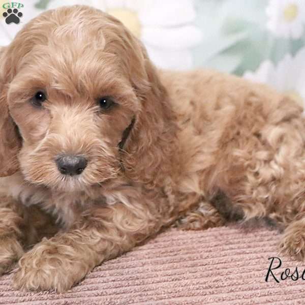 Rosie, Cockapoo Puppy